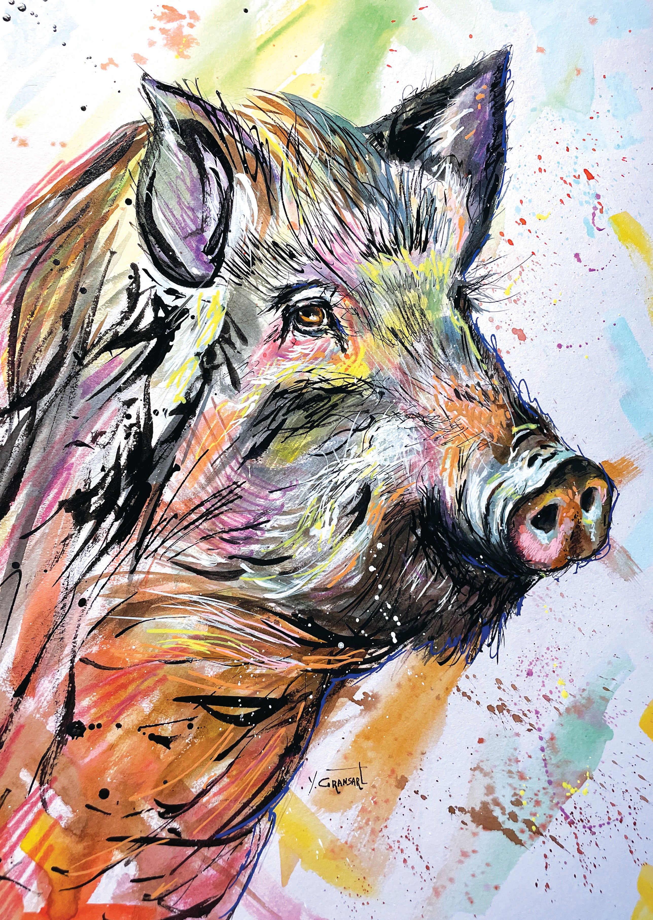 Dessin technique mixe . Sanglier en couleurs